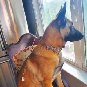 Meet our dog Joaquin.